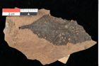 Foto (Detailansicht) von Rhytisma pythii Ettingshausen (NHMW-GEO-2024-0188-0079)
